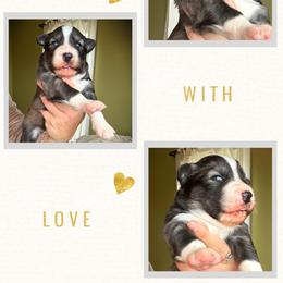 Thorn - Agouti and white male Siberian Husky puppy in Florence, Kentucky from Moonlight Howl Huskies