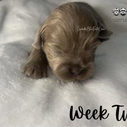 Matcha - Lilac female Shih Tzu puppy in Olive Branch, Mississippi from Lavender Blue Exotic Crew