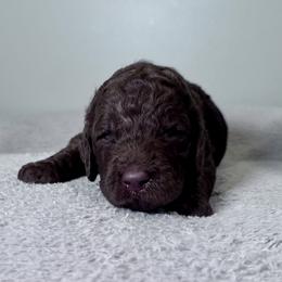Sprout (Green Collar) - Brown male Poodle puppy in Monroeville, Pennsylvania from K & A Standard Poodles