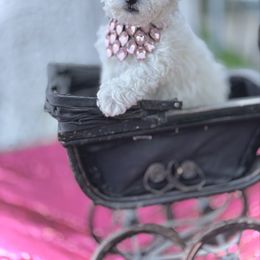 Girl 2 - White and cream female Bichon Frise puppy in Upland, California from Prime Paradise Kennel