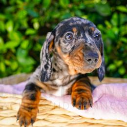 Clementine - Dapple female Dachshund puppy in Temecula, California from Naomi Magee's Dachshund Kennel