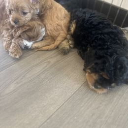 Cavalier King Charles Spaniel and Cavapoo Puppies from Cavalier Girls