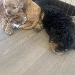 Cavalier King Charles Spaniel and Cavapoo Puppies from Cavalier Girls