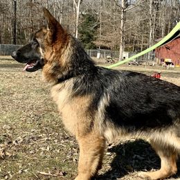 German Shepherds from Vom Teero German Shepherds