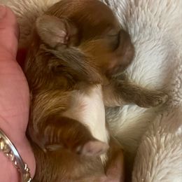 Lilac - Lilac male Shih Tzu puppy in Citrus Heights, California from The Lion dog Shih Tzu