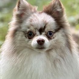 Pomeranians from Rose Luxe Poms