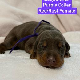Female 3 - Red and rust female Doberman Pinscher puppy in Lake City, Florida from Paintedcrazy Doberman Pinchers