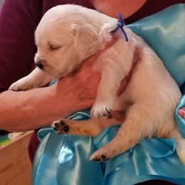 Golden Retriever Puppies from Kathleen Harris