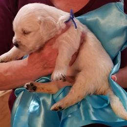 Golden Retriever Puppies from Kathleen Harris