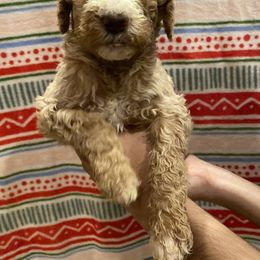 Capri - Cream Goldendoodle puppy in Los Angeles, California from Beach City Doodles