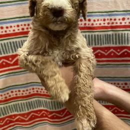 Capri - Cream Goldendoodle puppy in Los Angeles, California from Beach City Doodles