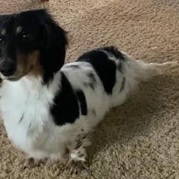 Fable - Dachshund