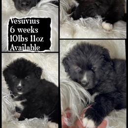 Vesuvius - Black and white male Siberian Husky puppy in Florence, Kentucky from Moonlight Howl Huskies