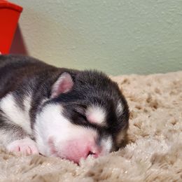 Rime - Seal and white Alaskan Malamute puppy in Monmouth, Oregon from Corvus Canines