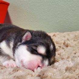 Rime - Seal and white Alaskan Malamute puppy in Monmouth, Oregon from Corvus Canines