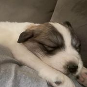 Anatolian Pyrenees and Goldendoodle Puppies from Up Shinn Creek