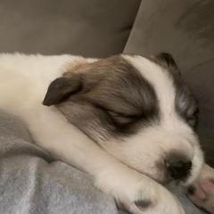 Anatolian Pyrenees and Goldendoodle Puppies from Up Shinn Creek
