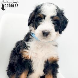 Chloe - Tri-color female Bernedoodle puppy in Tipton, Indiana from Country Creek Doodles