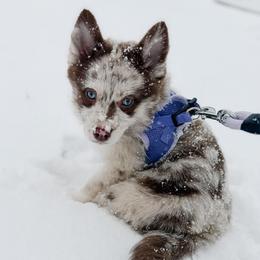 Macaroni - Merle female Pomsky puppy in Cleveland, Ohio from Lake Point Pomskies