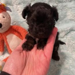 Fred - Black phantom male Aussiedoodle puppy in Bee Branch, Arkansas from Scroggins Creek Doodles