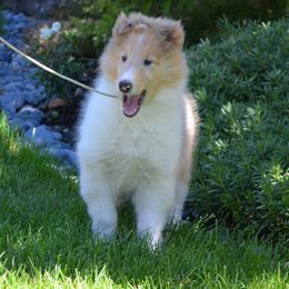 Collie Puppies from Deb Smith