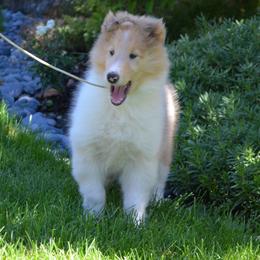 Collie Puppies from Deb Smith