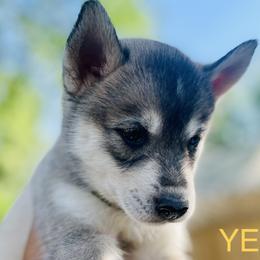 Pomeranians and Siberian Huskies from Lor-Huinil's Dogs