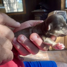 Jr - Chocolate male Havanese puppy in Kerrville, Texas from The Happy Havanese