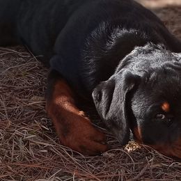 Rottweilers from The Lucky 7
