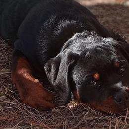 Rottweilers from The Lucky 7