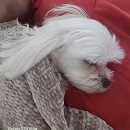 Fiona - White female Maltipoo puppy in Tulsa, Oklahoma from Sunset Farm (Formally Florida)