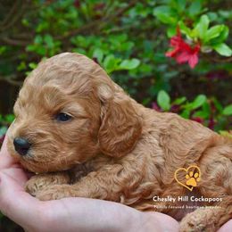 Cockapoo Puppies from Chesley Hill Cockapoos