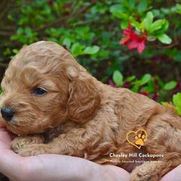 Cockapoo Puppies from Chesley Hill Cockapoos