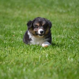 Pembroke Welsh Corgi Puppies from C&G Corgis