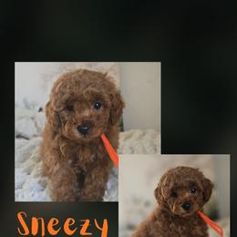 Sneezy - Red  male Goldendoodle puppy in Newdale, Idaho from Canyon Creek Puppies