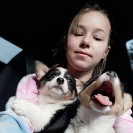 Pembroke Welsh Corgi Puppies from Just My Size Farmstead