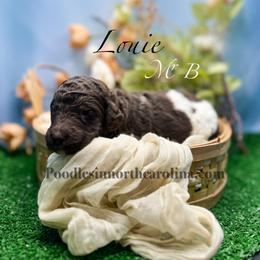 Mr Brooke - Parti male Poodle puppy in Greenville, North Carolina from Grace Poodles