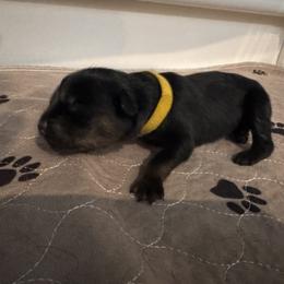 Yellow - Black and mahogany male Rottweiler puppy in Concord, North Carolina from KJB Kennels
