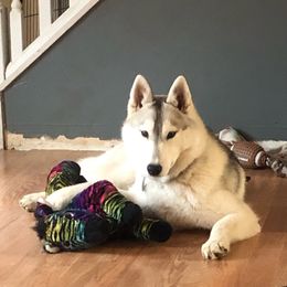 Molly - Siberian Husky