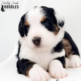 Smoky - Tri-color male Bernedoodle puppy in Tipton, Indiana from Country Creek Doodles