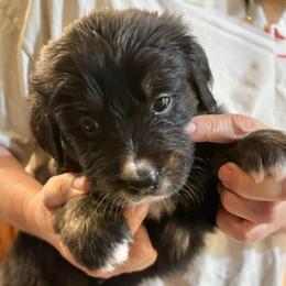 Blackjack - male Golden Mountain Dog puppy in Seville, Ohio from Retriever Ranch