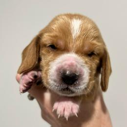 Tootsie Roll (purple) - Red and white female Basset Hound puppy in Kingsport, Tennessee from Bear’s Bassets