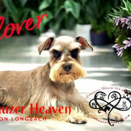 Clover - Miniature Schnauzer