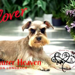 Clover - Miniature Schnauzer