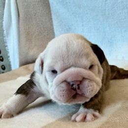 Bulldog Puppies from Teddy Bear Bulldogs