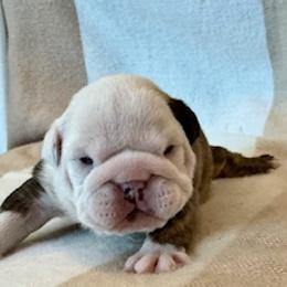 Bulldog Puppies from Teddy Bear Bulldogs