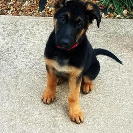 German Shepherd Puppies from Frankenhaus German Shepherds