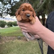 Dark Green-Gilderoy Lockhart - Mahogany male Irish Setter puppy in Franklin, Idaho from Spring Creek Irish Setters