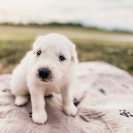 Girl 2 - Great Pyrenees puppy in New Palestine, Indiana from Hitchcock Homestead