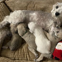 "Eating with mom" Miniature Schnauzer Puppies from D&D Mini Schnauzers